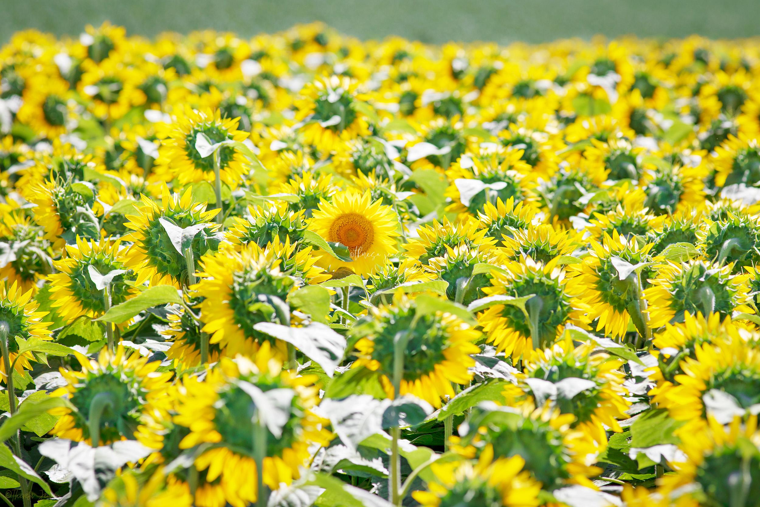 sunflower-facing-opposite-bright